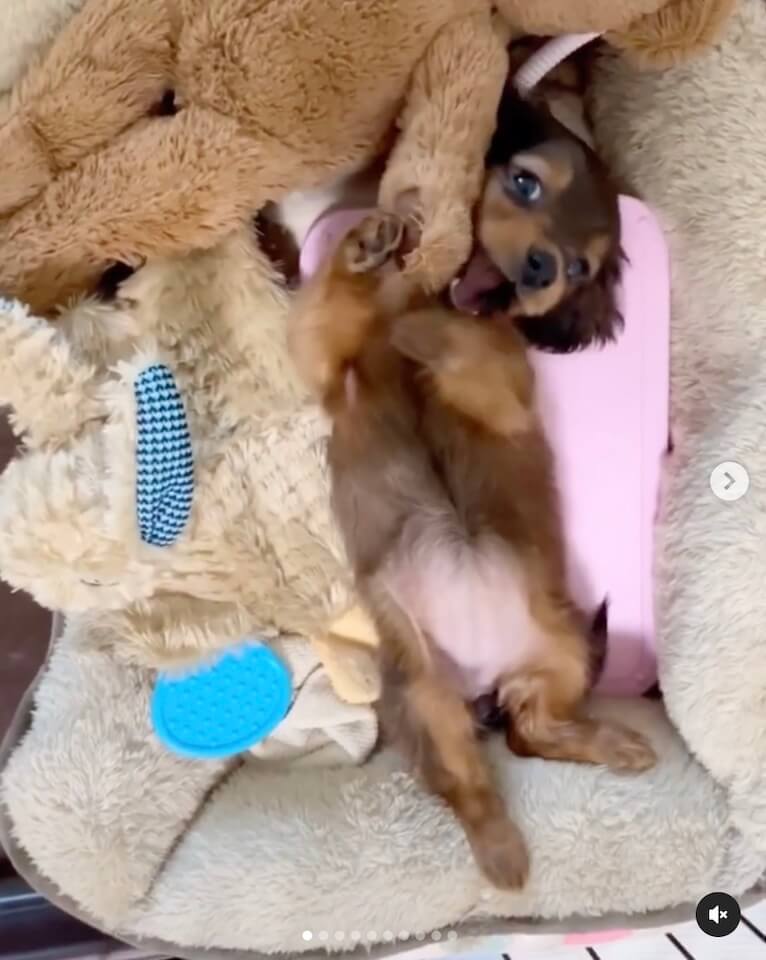 ダックスフンド,動画