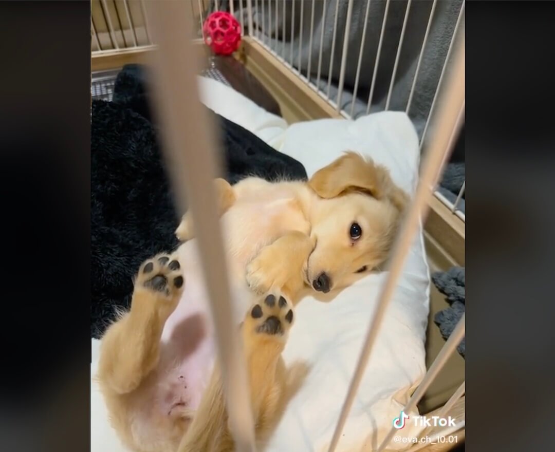 ダックスフンド,動画