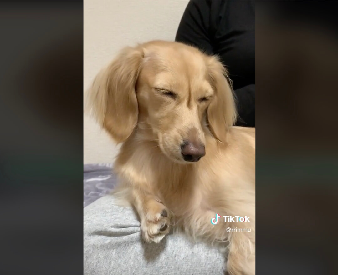 ダックスフンド,動画