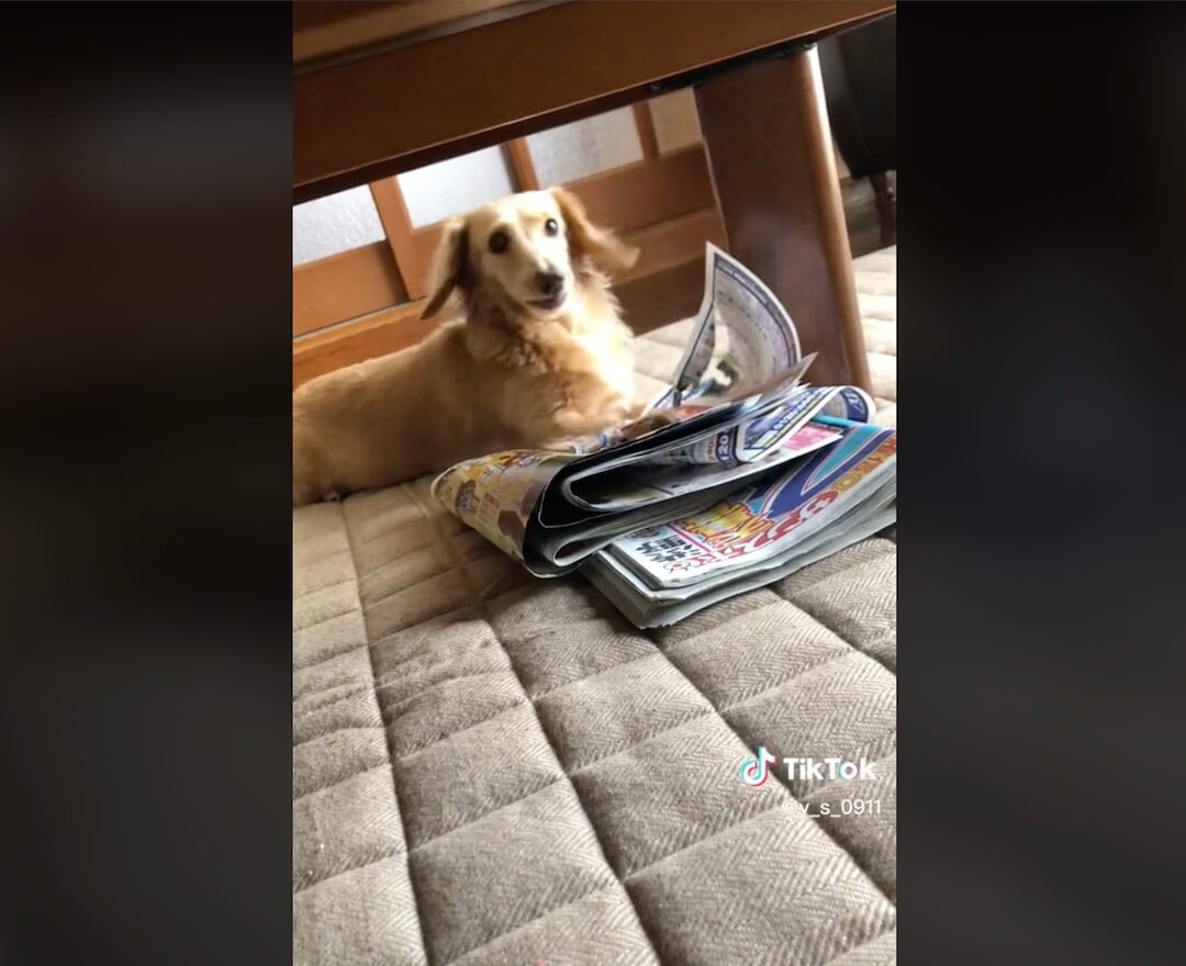 ダックスフンド,動画