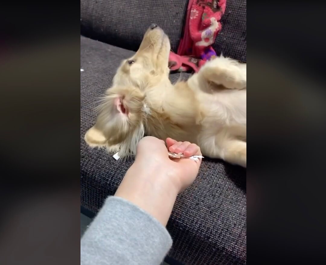 ダックスフンド,動画