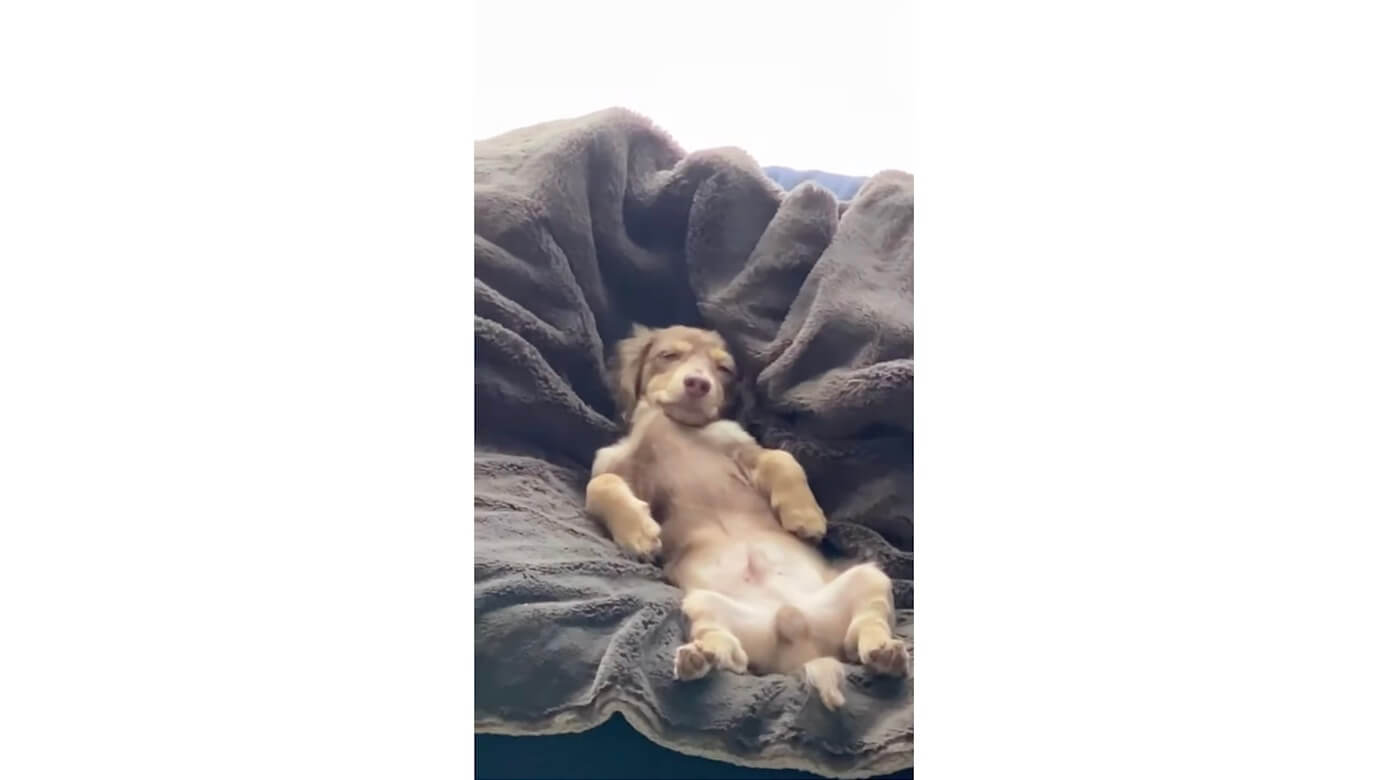 ダックスフンド,動画