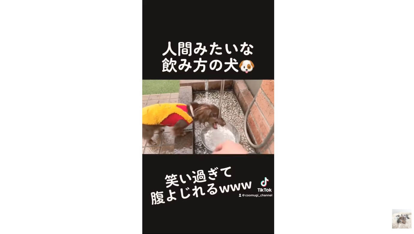 ダックスフンド,動画