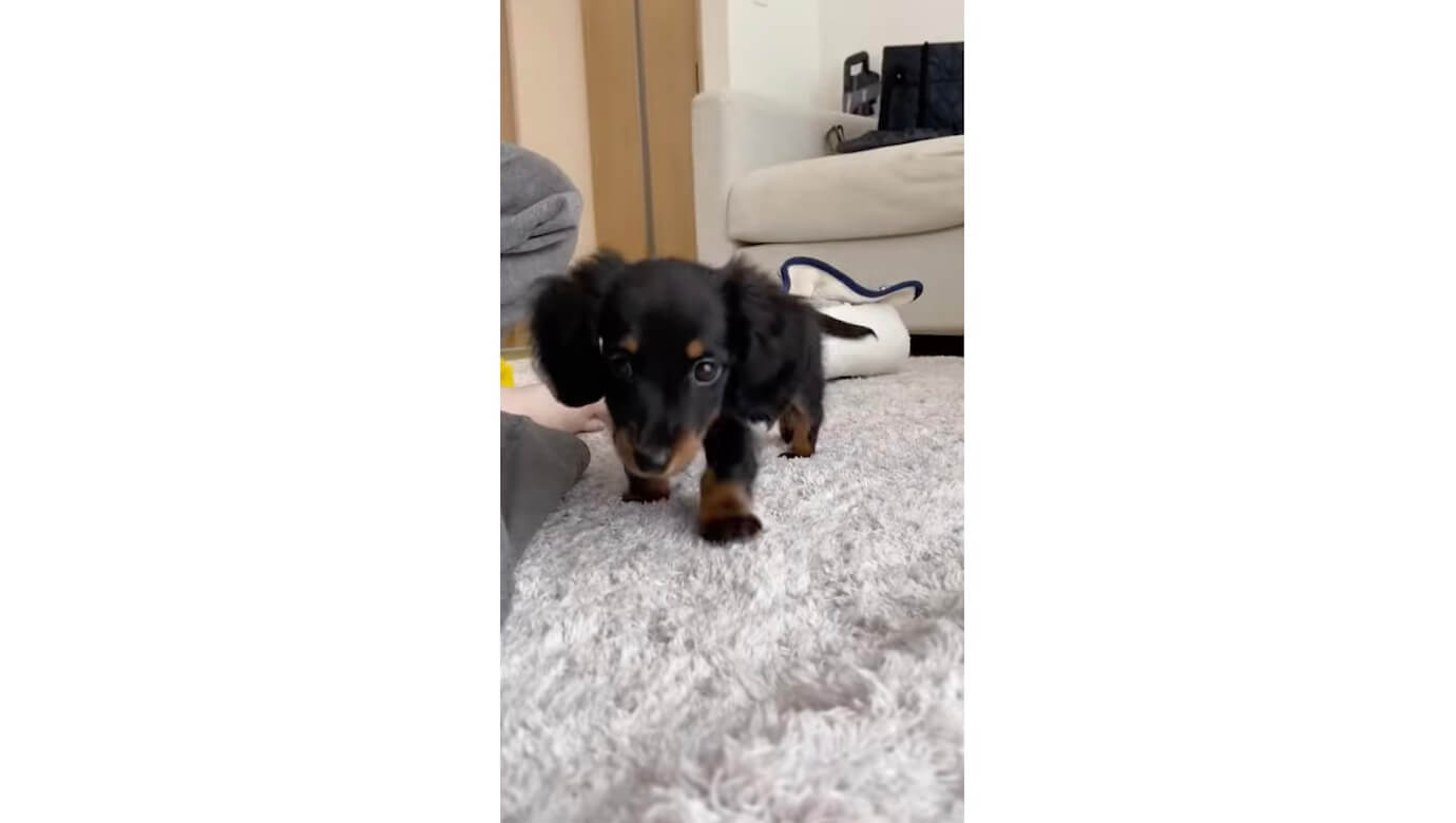 ダックスフンド,動画