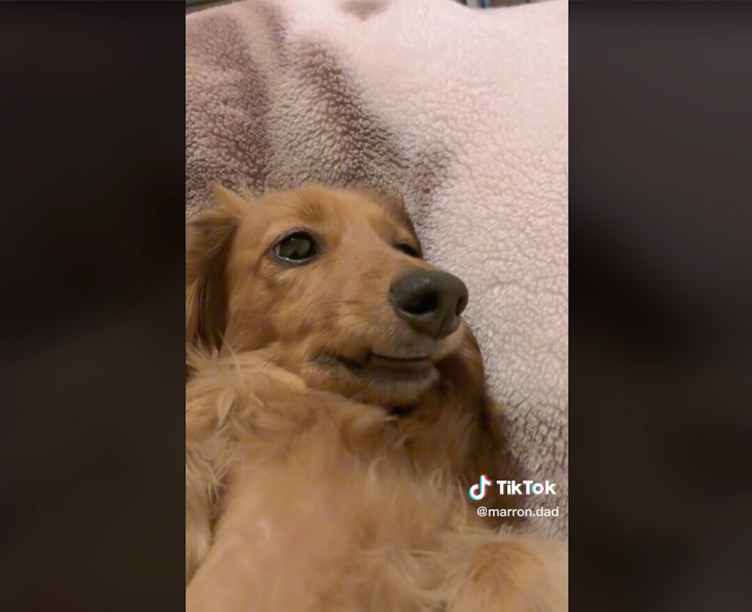 ダックスフンド,動画