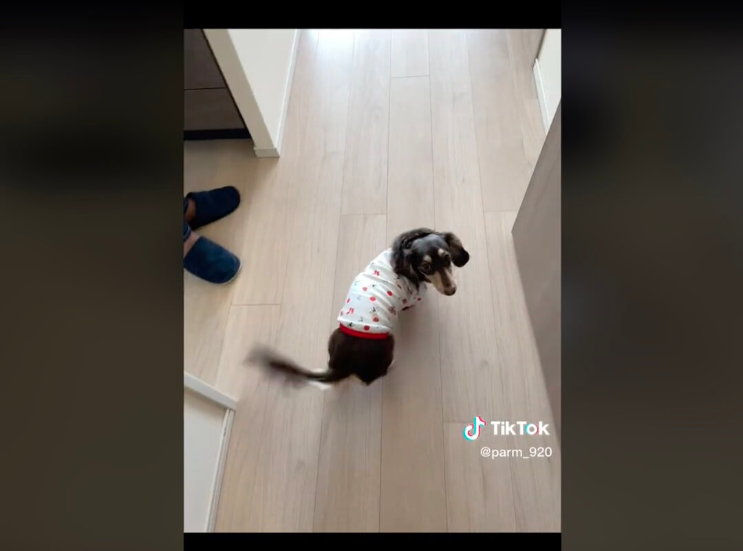 ダックスフンド,動画