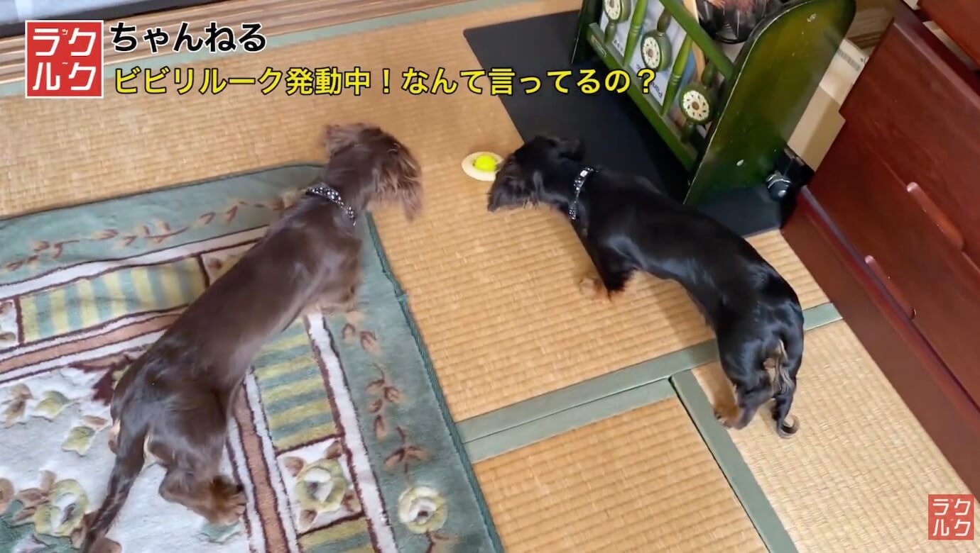 ダックスフンド,動画