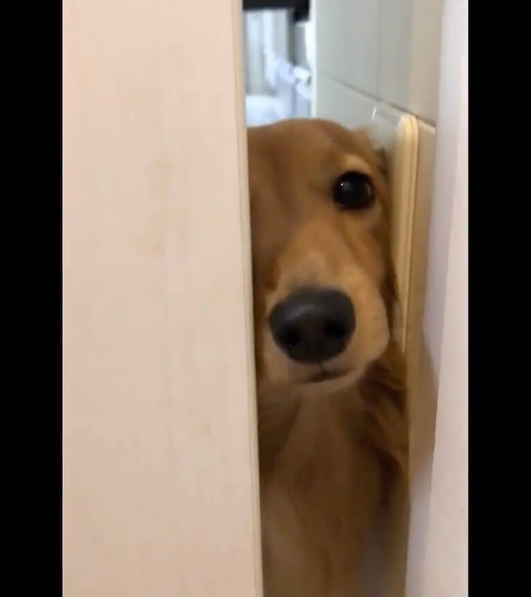 ダックスフンド,動画