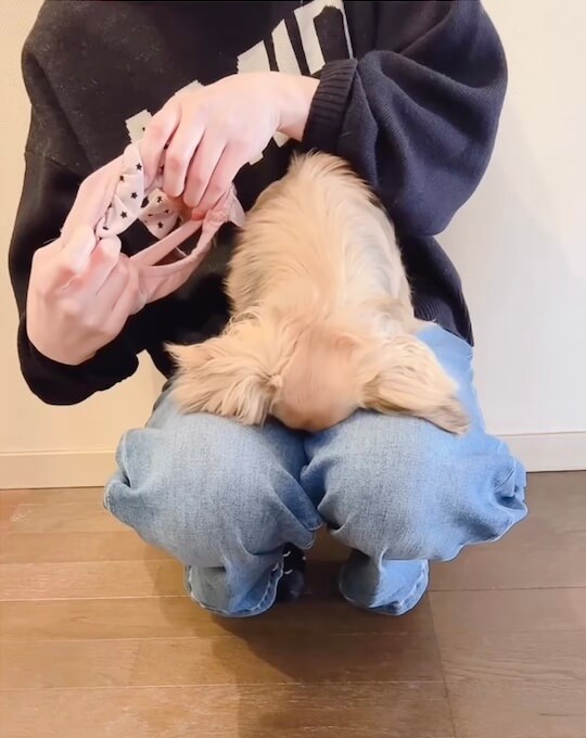 ダックスフンド,動画