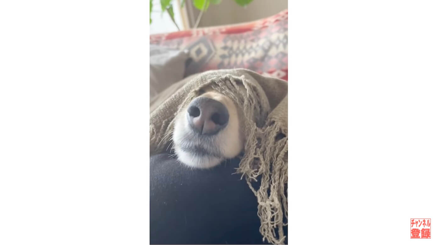 ダックスフンド,動画