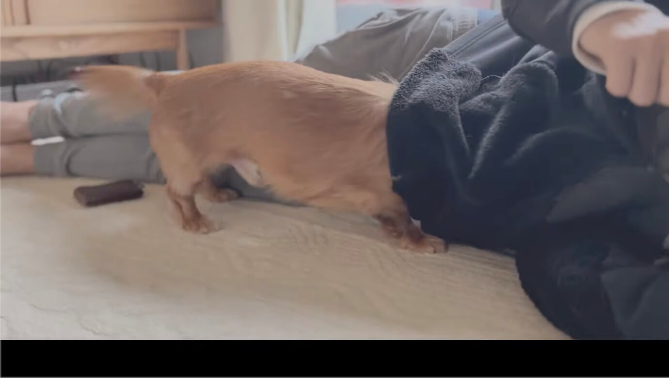 ダックスフンド,動画