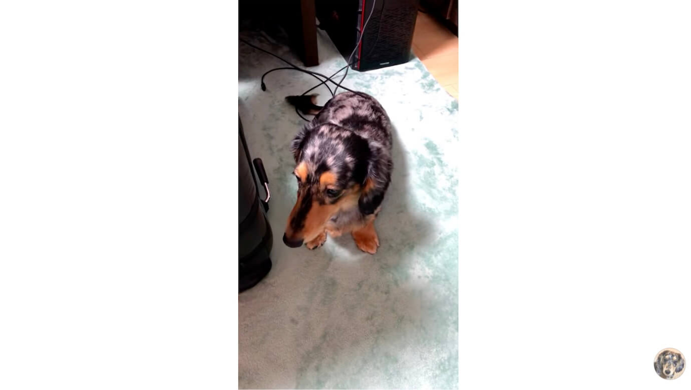 ダックスフンド,動画