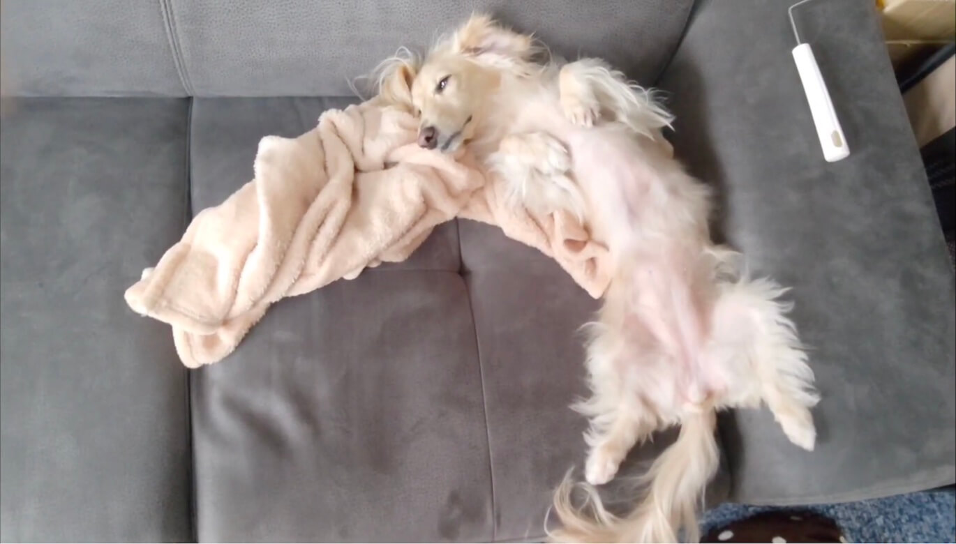 ダックスフンド,動画