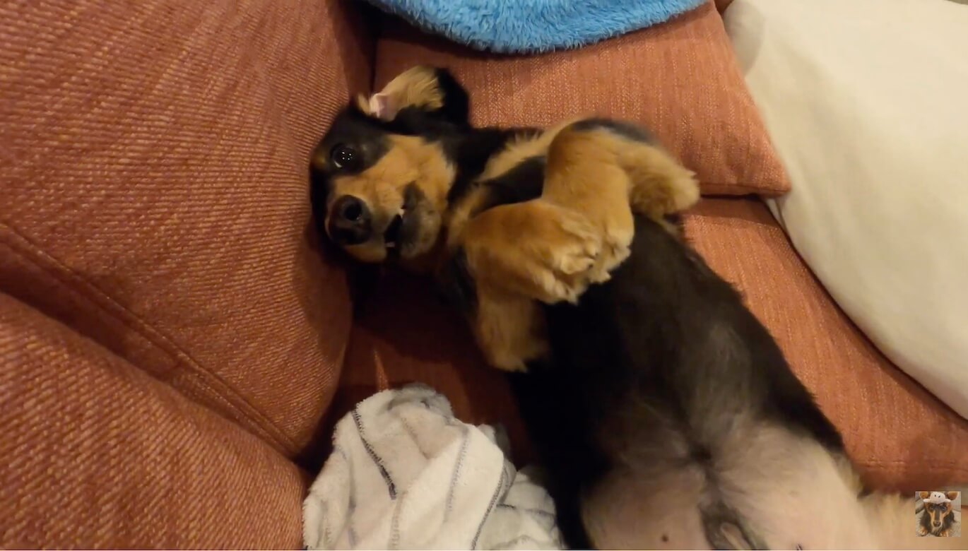 ダックスフンド,動画