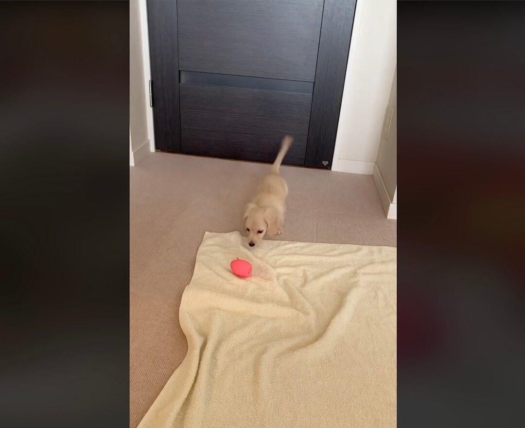 ダックスフンド,動画