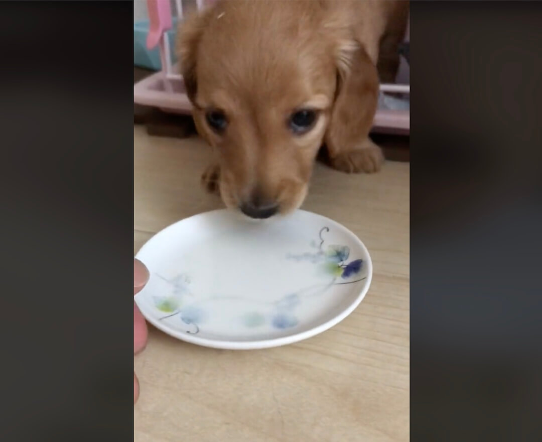 ダックスフンド,動画