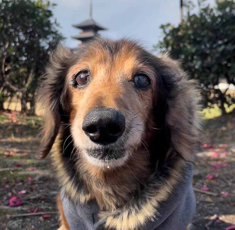 レジェンドダックス,ダックスフンド