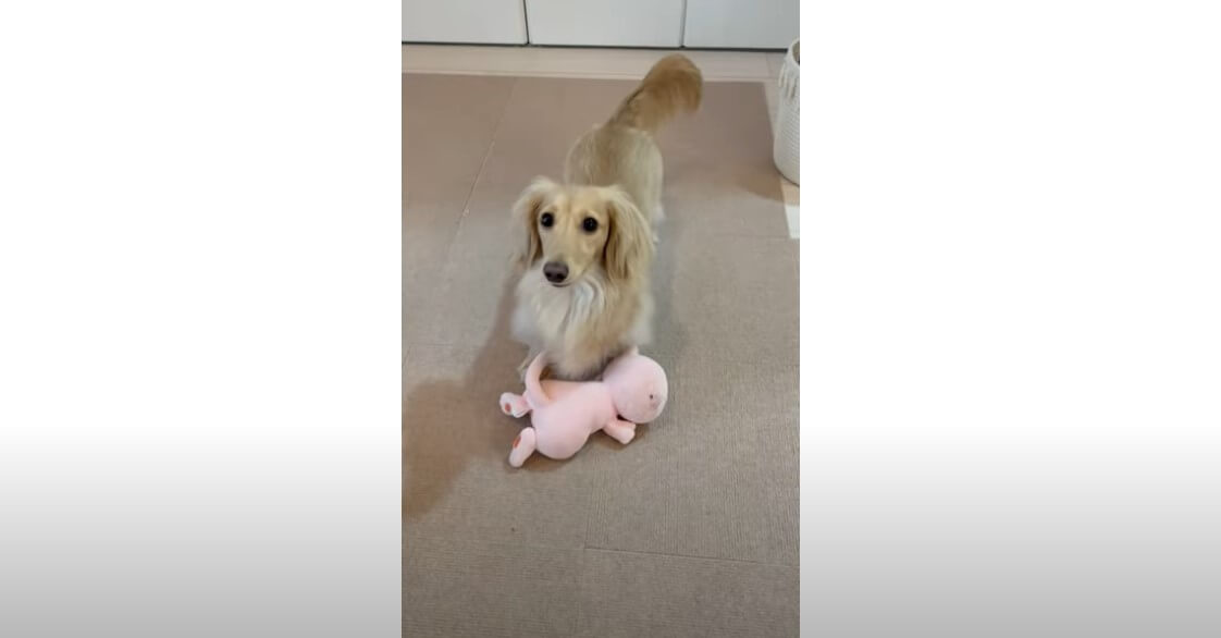 ダックスフンド,動画