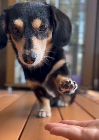 これは反則級の可愛さだ…！ほっぺたを寄せ合って『お手』するダックス