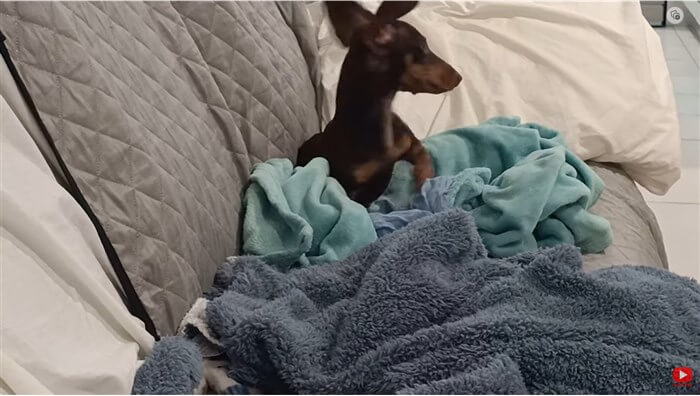 ダックスフンド,動画