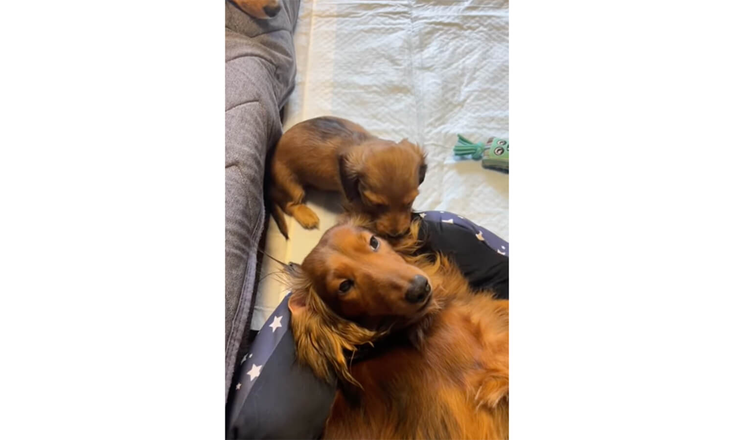 ダックスフンド,動画