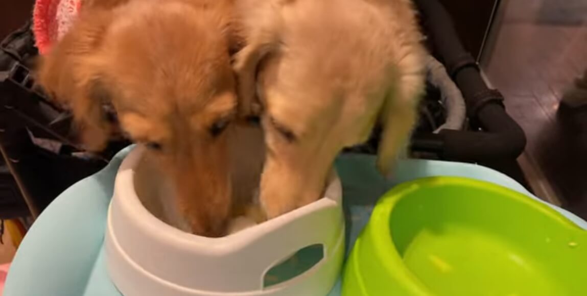 ダックスフンド,動画