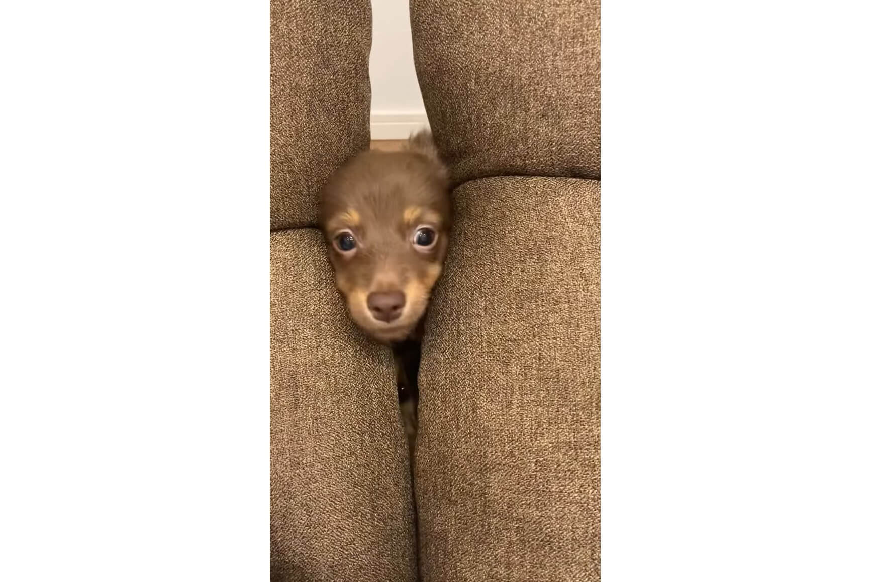 ダックスフンド,動画