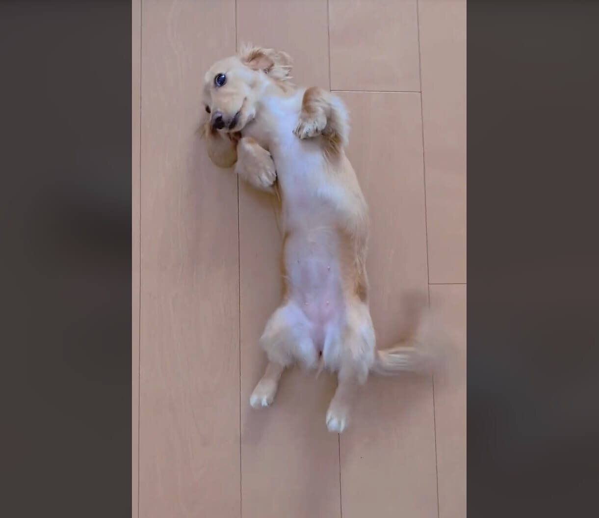 ダックスフンド,動画