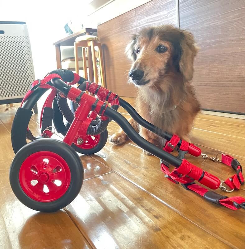 レジェンドダックス,ダックスフンド