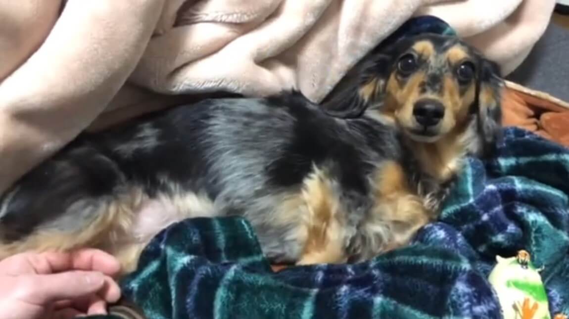 ダックスフンド,動画