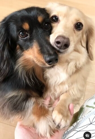 ダックスフンド,動画