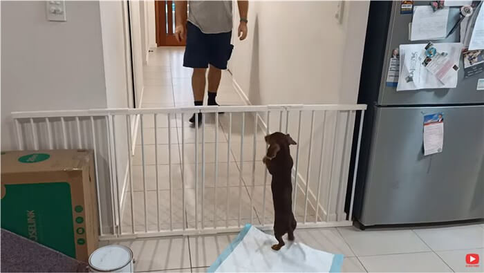 ダックスフンド,動画