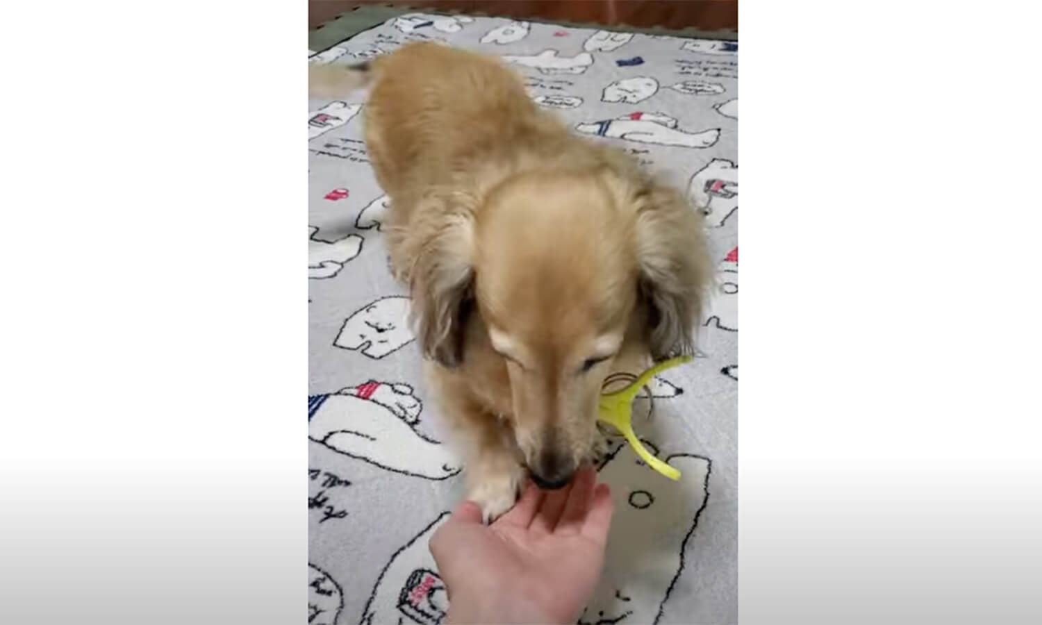 ダックスフンド,動画