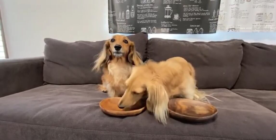 ダックスフンド,動画