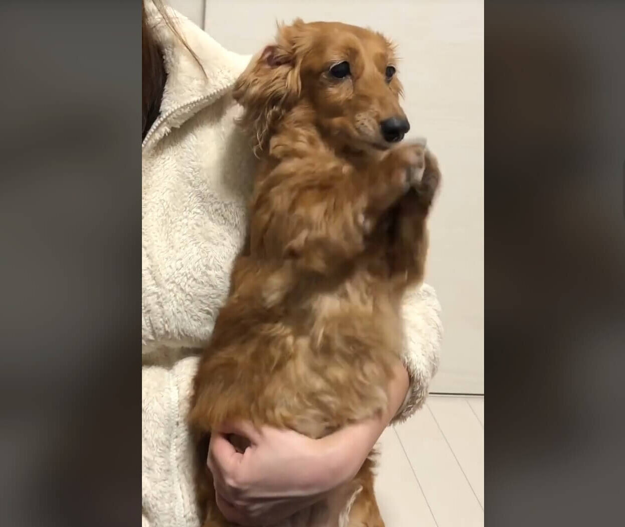 ダックスフンド,動画