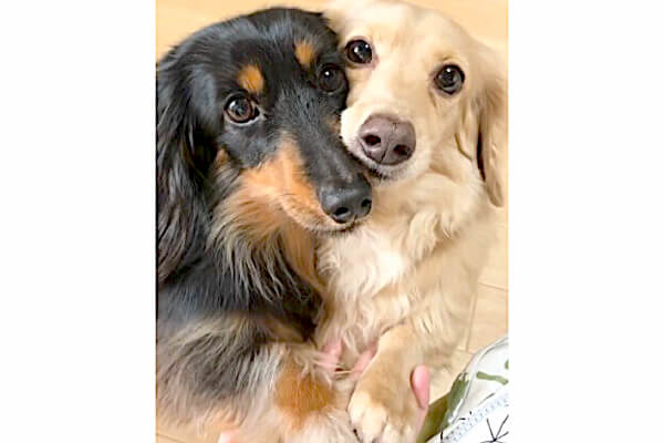 これは反則級の可愛さだ…！ほっぺたを寄せ合って『お手』するダックス