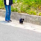「パ…パ…？」散歩中に飼い主と遭遇したダックスのピュアすぎる反応にキュンときた【動画】