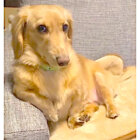 「あ、お疲れ」家事を終えた飼い主を企業の社長さんの風格で待ってたダックス。【動画】