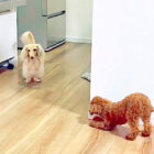 「見えてんだよなぁ…」妹犬のバレバレなドッキリに付き合う優しいダックス兄ちゃん【動画】