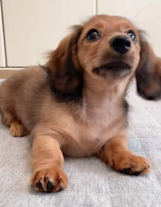 ダックスフンド,動画