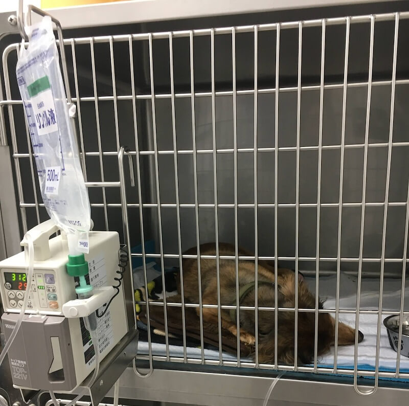 レジェンドダックス,ダックスフンド