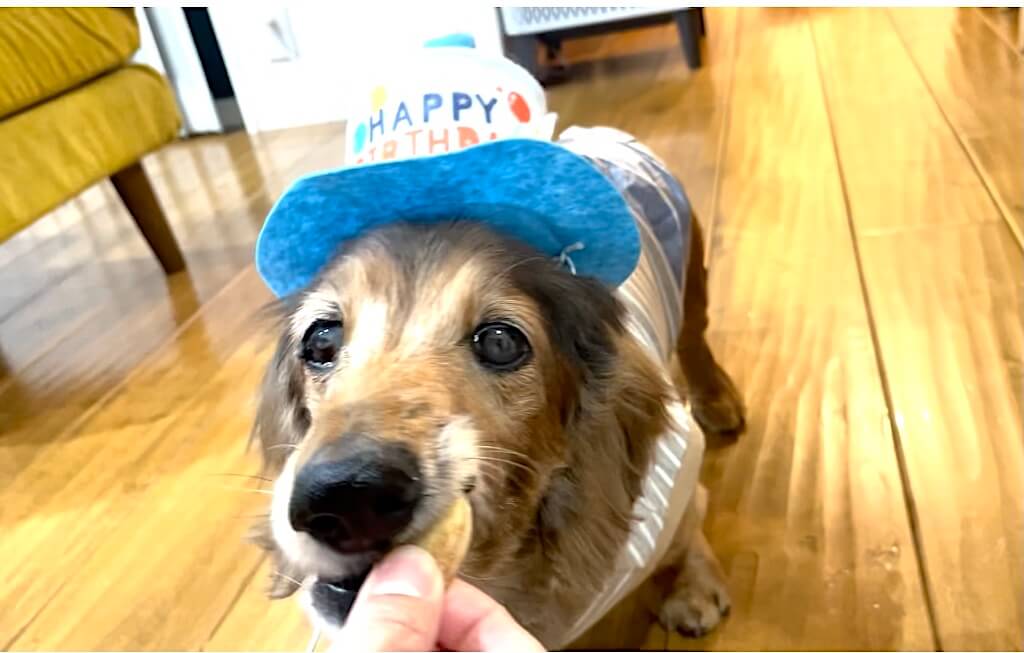 レジェンドダックス,ダックスフンド