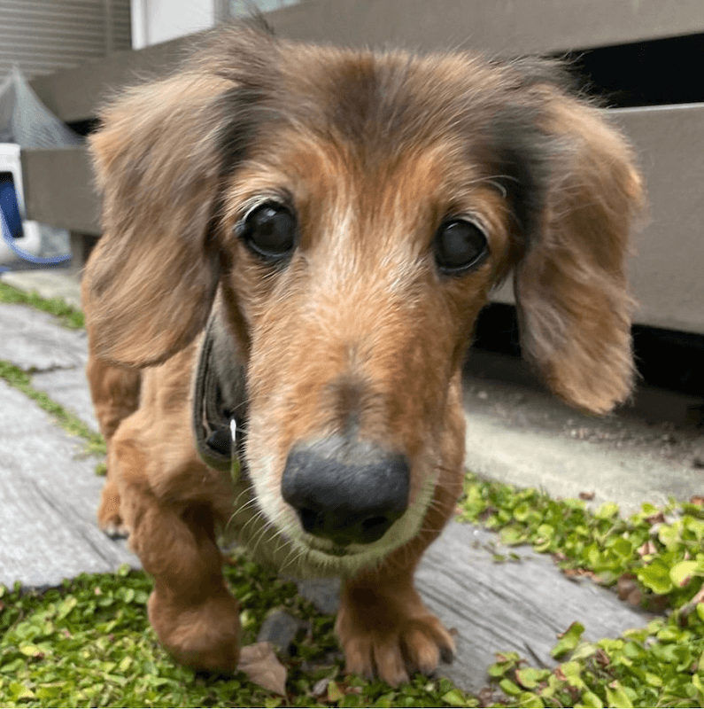 レジェンドダックス,ダックスフンド