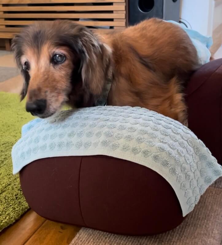 レジェンドダックス,ダックスフンド