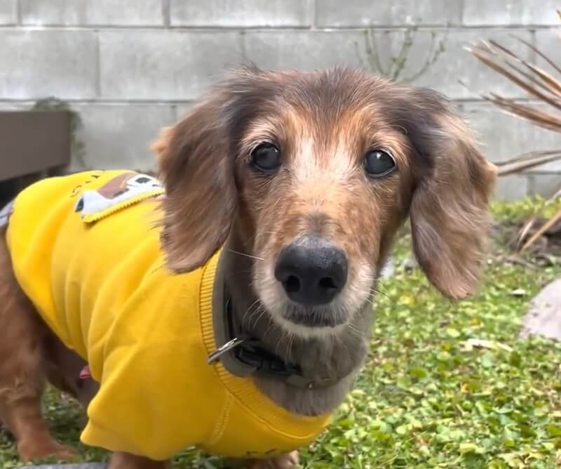 レジェンドダックス,ダックスフンド