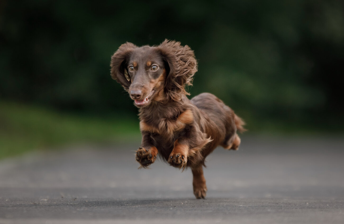 ダックスフンド,ミシュワン
