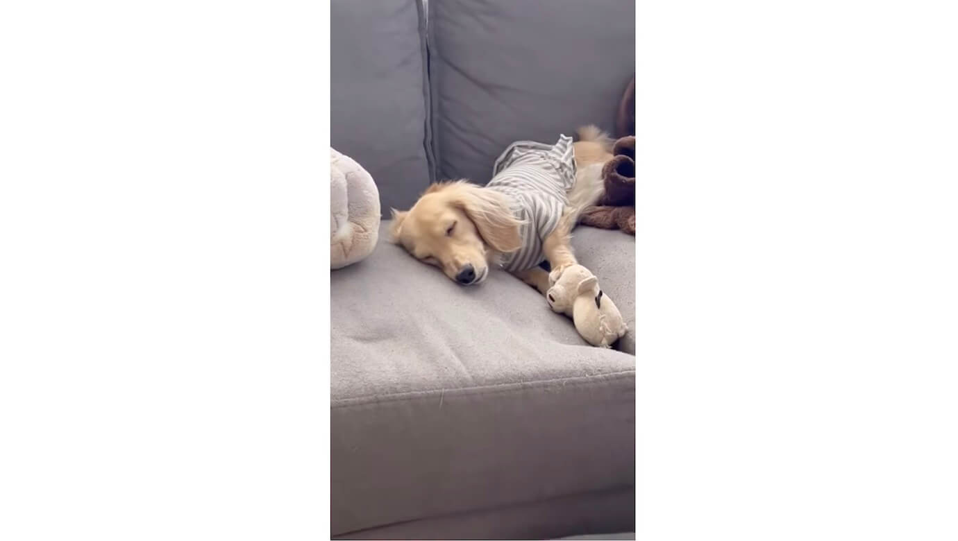 ダックスフンド,動画