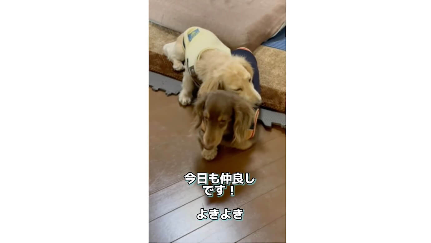 ダックスフンド,動画