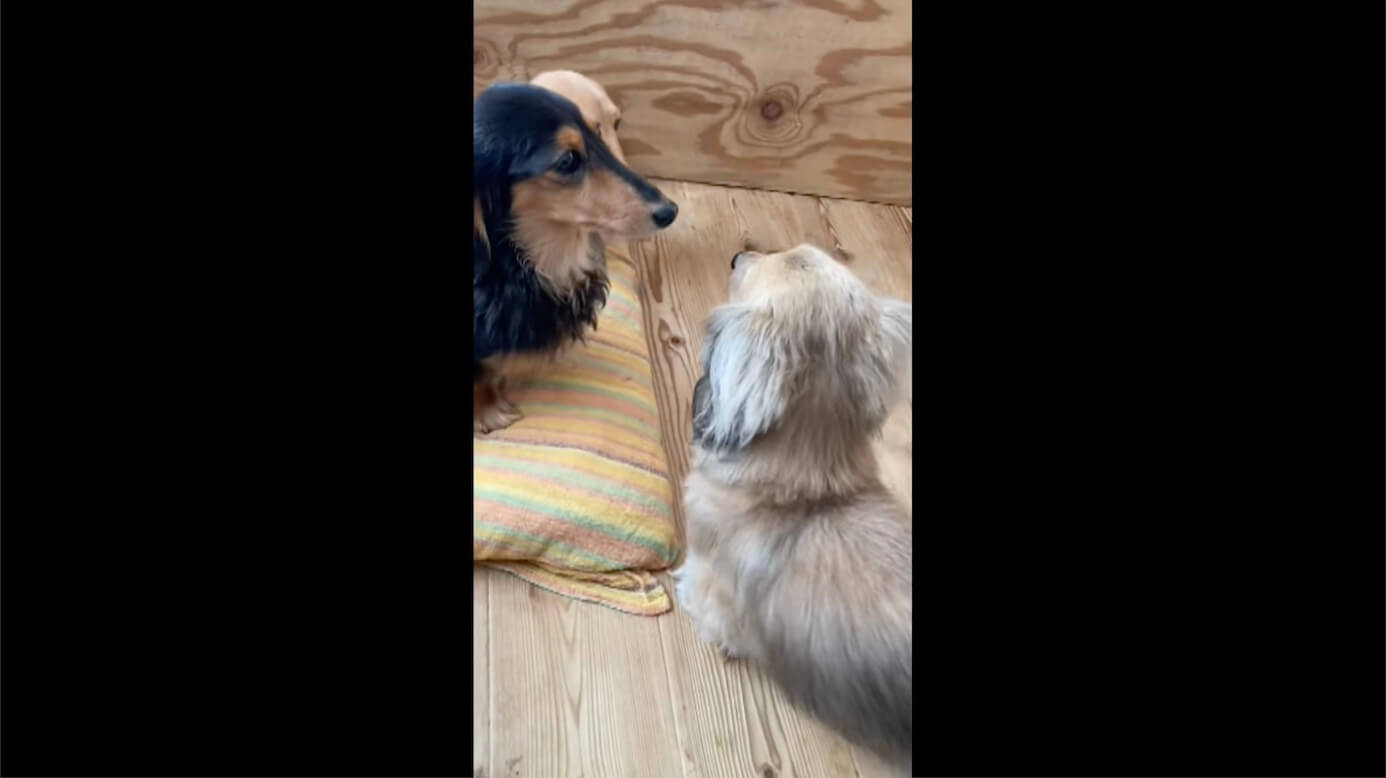 ダックスフンド,動画