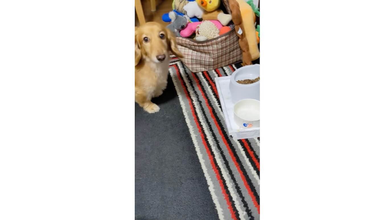 ダックスフンド,動画